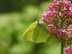 Gonepteryx rhamni