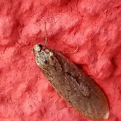 Semioscopis avellanella
