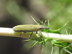 Lixus scolopax