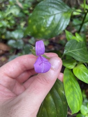 Dicliptera roxburghiana