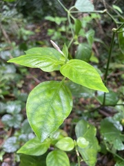 Dicliptera roxburghiana