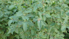 Lonicera