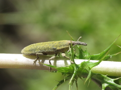 Lixus scolopax