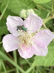 Rubus fruticosus