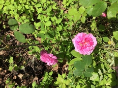 Rosa gallica