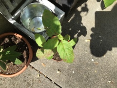 Impatiens glandulifera