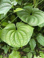 Dioscorea sansibarensis