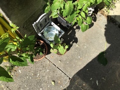 Impatiens glandulifera