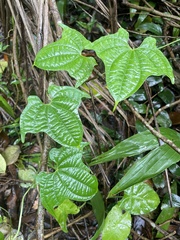 Dioscorea sansibarensis