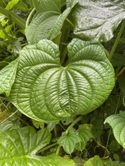 Dioscorea sansibarensis