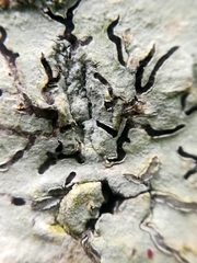 Phaeographis dendritica