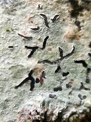 Phaeographis dendritica