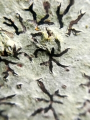 Phaeographis dendritica