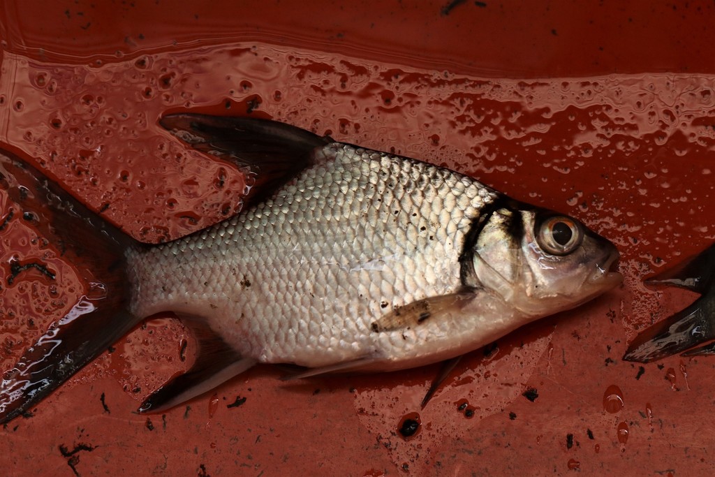 Southern Highfin Barb