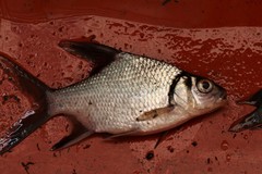 Southern Highfin Barb photo 1