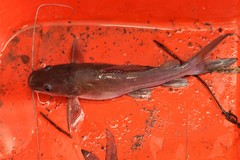 Hemibagrus capitulum