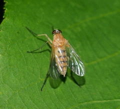 Rhagio hirtus