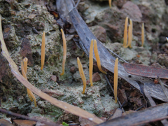 Sulzbacheromyces