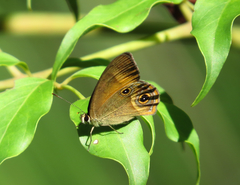 Hypocysta irius