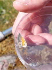 Coenonympha pamphilus