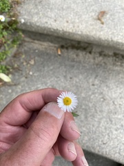 Erigeron