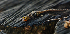 Cnemaspis mysoriensis