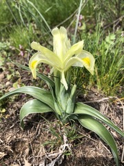Iris caucasica