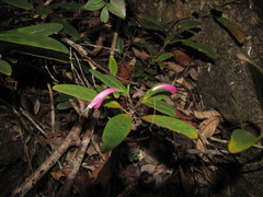 Graptophyllum macrostemon