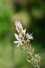 Asphodelus lusitanicus ovoideus
