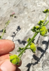 Cynoglossum pustulatum