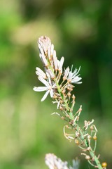 Asphodelus lusitanicus ovoideus