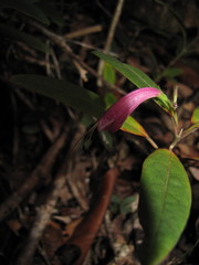 Graptophyllum macrostemon
