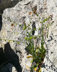 Cynoglossum pustulatum