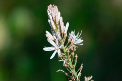 Asphodelus lusitanicus ovoideus