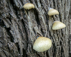 Crepidotus eucalyptorum