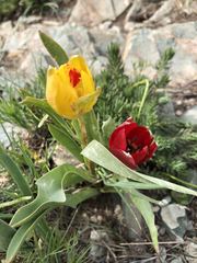 Tulipa julia