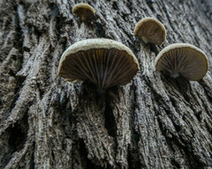 Crepidotus eucalyptorum