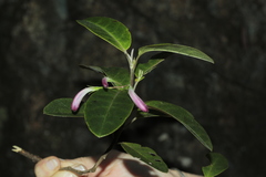 Graptophyllum ophiolithicum