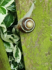 Cepaea hortensis
