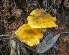 Armillaria luteobubalina