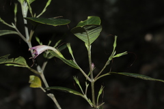 Graptophyllum ophiolithicum