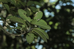 Graptophyllum ophiolithicum