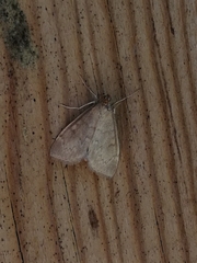 Anania fuscalis