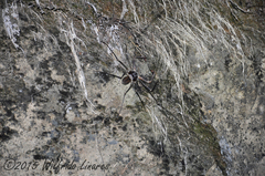 Acanthophrynus coronatus