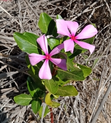 Catharanthus roseus