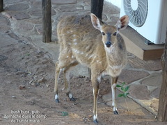 Tragelaphus