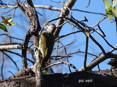 Campethera abingoni suahelica
