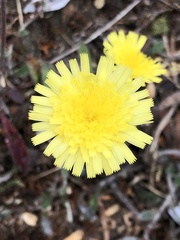 Pilosella officinarum