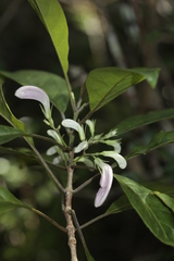 Graptophyllum