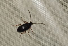 Gonodera luperus